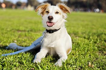 Bark park